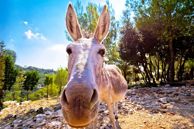 Croacia rural