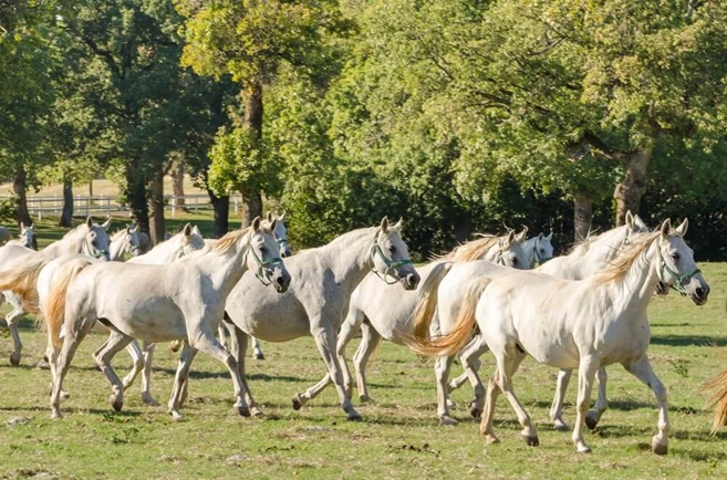 caballería Lipica viaje a Eslovenia