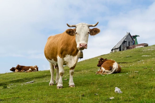 Velika Planina viaje a Eslovenia