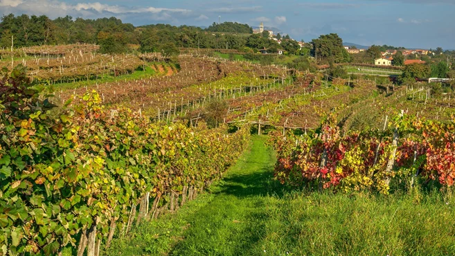 Vineyard in late afternoon in Karst