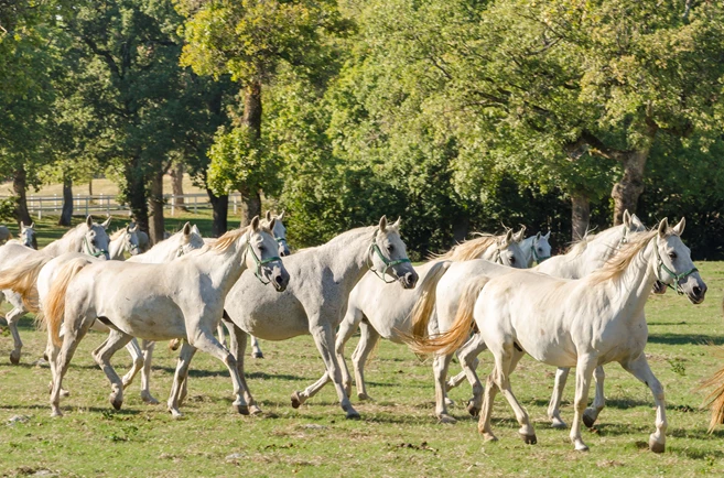 Lipizzan horses