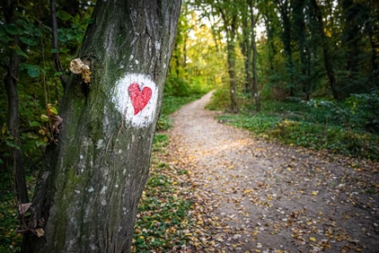 Beautiful hiking trail in the mountain forest with a hiking mark