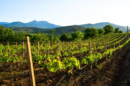 vineyard in spring on sunny day in Tikves wine region, Macedonia